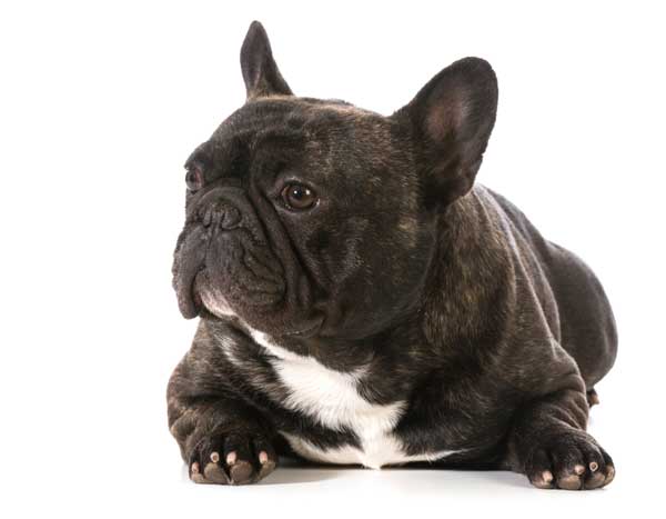 Hund mit Ataxie
